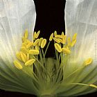 Symphony Poppy